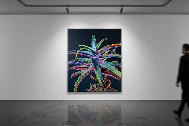 
Electric Aloe on a continuous white wall, with focused lighting and a dark grey floor showing only occasional localized scuffs