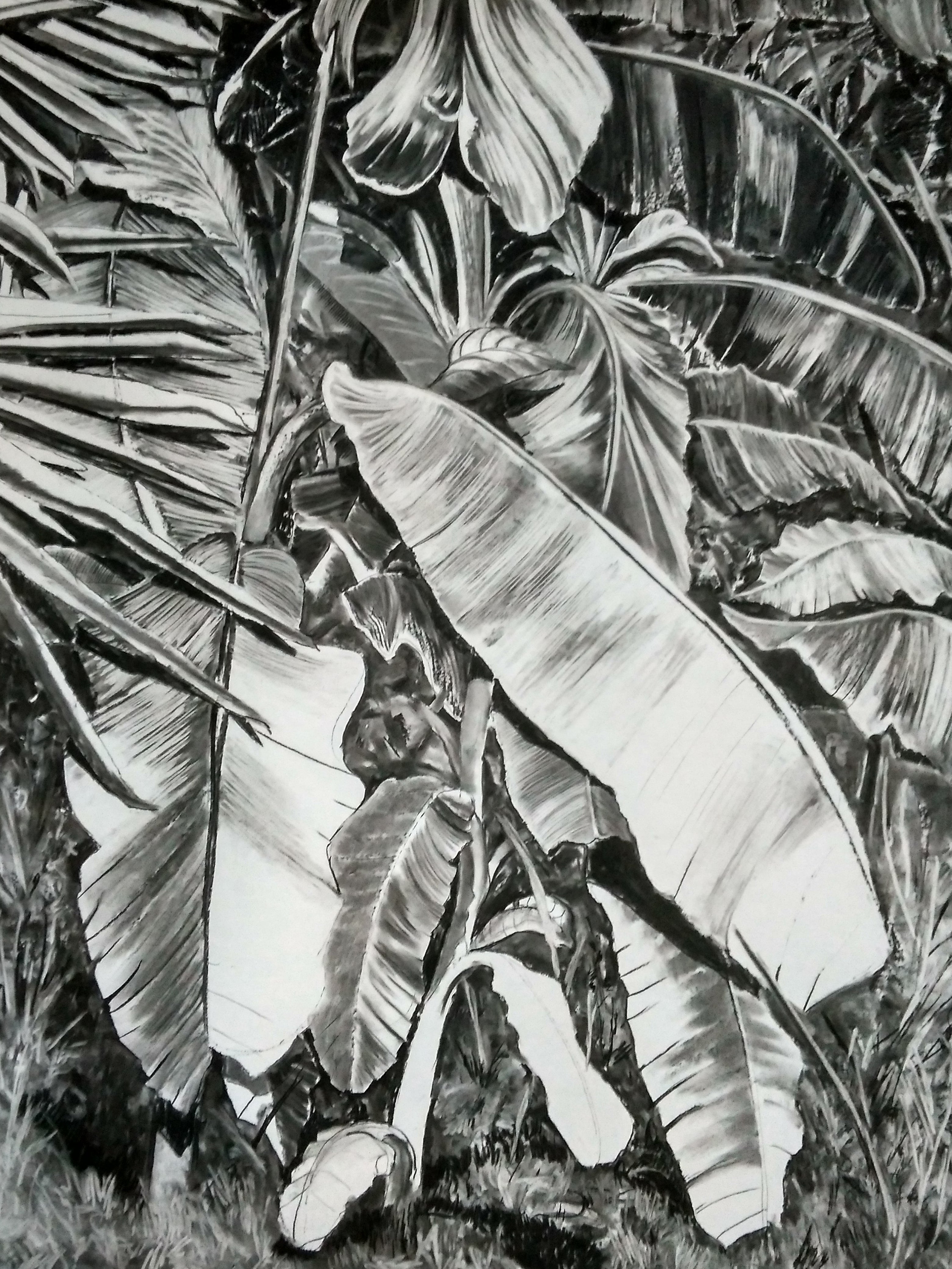 Thick Jungle (Charcoal Drawing)